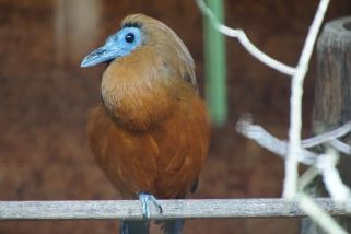 Perissocephalus tricolor - Kapuzinerkotinga (Kapuzinervogel)